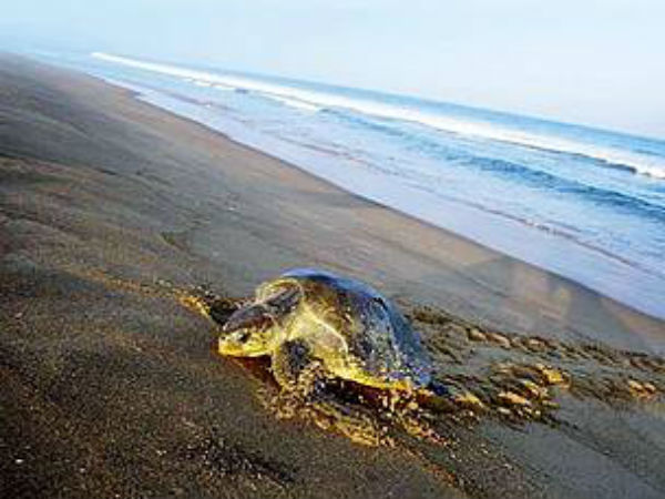 ఒడిశా తీరానికి లక్షలాదీ తాబేళ్లు 