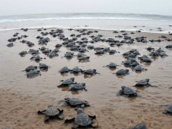 తాబేళ్లు తగ్గాయంటూ ట్వీట్ చేసిన ఐఎఫ్ఎస్ అధికారి 