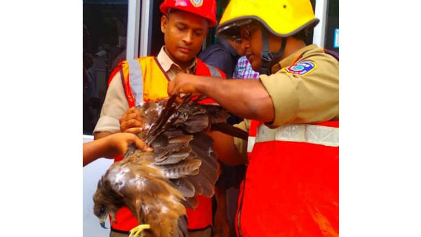 ఏంటీ మాంజా .. ఏమా కథ ...