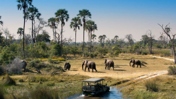  ఏనుగులను వేటాడొచ్చన్న బోట్స్‌వానా ప్రభుత్వం