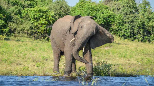 ఈ కఠిన నిర్ణయం తీసుకునేందుకు కారణాలు ఇవే