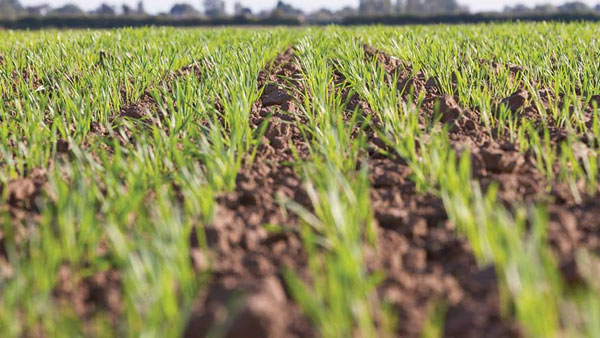 ఫారెస్ట్ అధికారులే దాడులకు దిగారు...