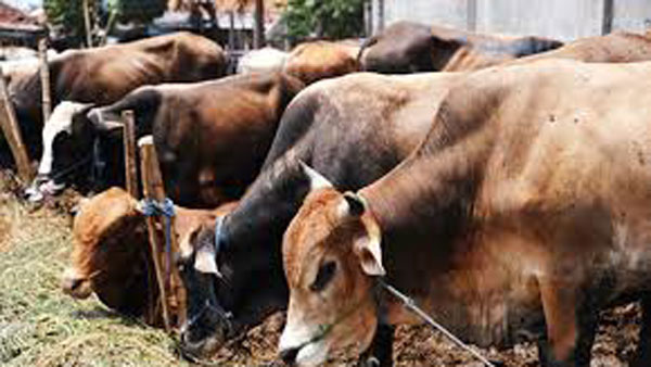 Three Bajrang dal activists arrested for tying 25 cattle movers Three Bajrang dal activists arrested for tying 25 cattle movers