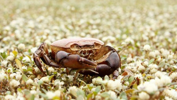 NCP handed over a basketful of crabs to the Naupada police for arrest NCP handed over a basketful of crabs to the Naupada police for arrest