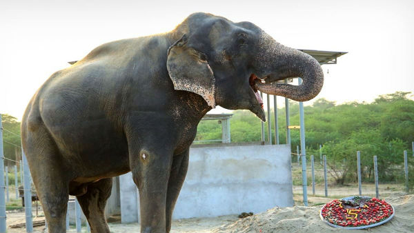 An elephant rescued from captivity to celebrate its 5 years freedom