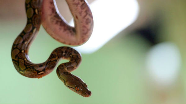  పార్లమెంటు హాలు సీలింగ్ పై నక్కిన విష సర్పం