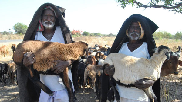 పశు పోషణకు చేయూత ఇవ్వాలనే నిర్ణయం .. పశు సంవర్ధక శాఖలోని అధికారుల చేతివాటం