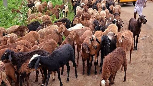 చివరకు బర్రెలను, గొర్రెలను వదలని అవినీతి తిమింగలం .. నీరుగారుతున్న ప్రభుత్వ లక్ష్యం