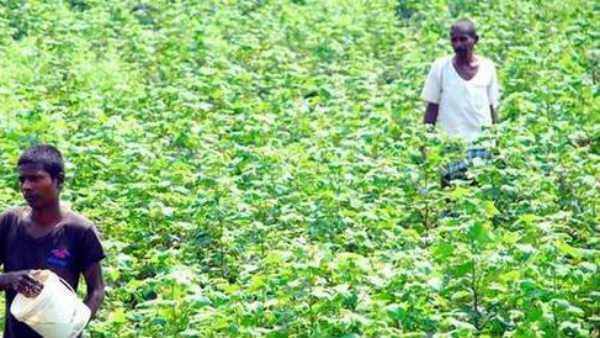 కష్టాల్లో తెలంగాణ సేద్యం..! రోజుకు 30 మంది రైతుల ఆత్మహత్యలన్న ఉత్తమ్..!! 