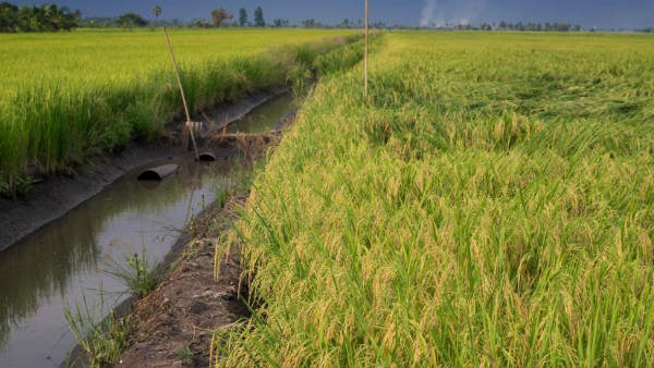 పత్తికి మద్దతు ధర 6 వేలు చేయాలి..! నిజామాబాద్‌లో పసుపు బోర్డు పెట్టాల టీపిసిసి ఛీఫ్..!! 