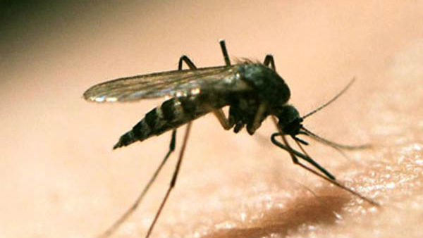  డ్రోన్ల ద్వార దోమల నివారణ 