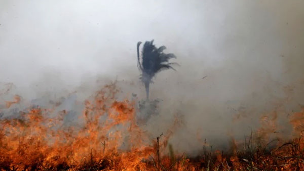 అమెజాన్ అడవుల మంటలపై ప్రపంచస్థాయి ఆగ్రహం..!