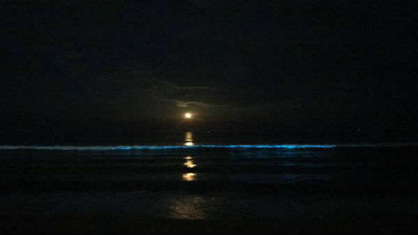 Blue glow at Thiruvanmiyur: Bioluminescence spotted on Chennai beach
