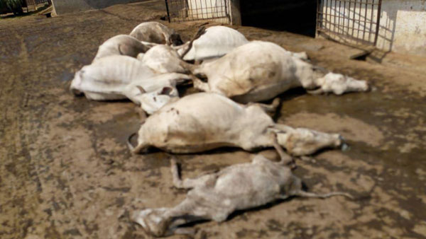 పండగపూట పెను విషాదం..