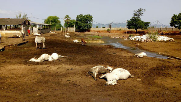 Kamalananda Bharathi Swamy visits Goushala where more than 100 cows died in on Sunday