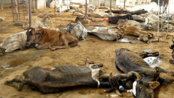 మనోభావాలకు సంబందించిన అంశం..! ఏపి ప్రభుత్వం ఎలా అదిగమిస్తుంది..!!