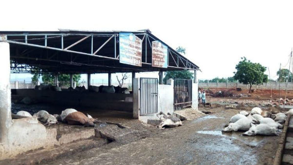 గోవుల మరణం..! కుదిపేస్తున్న రాజకీయం..!!