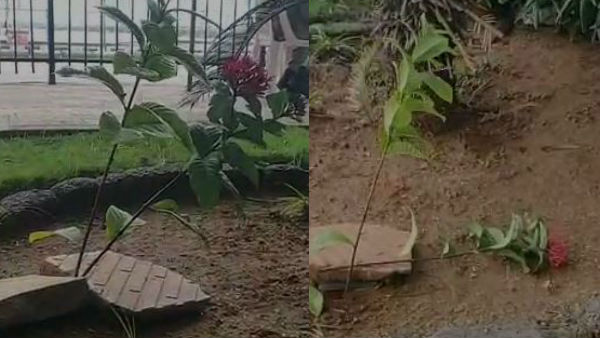 కెమెరా కంటికి చిక్కి.. మొక్కుబడిగా హరితహారం