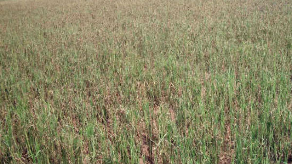 ఘర్షణలో గాయాలపాలైన మహిళ ఘర్షణలో గాయాలపాలైన మహిళ