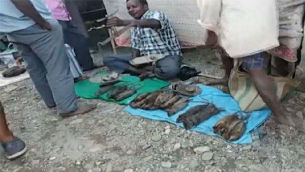 జోరుగా ఎలుకల విక్రయం.. ఎగబడి కొంటున్న జనం జోరుగా ఎలుకల విక్రయం.. ఎగబడి కొంటున్న జనం