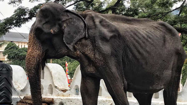 This Starving Elephant Parades All Night To Bless People For A ‘Religious Festival’ This Starving Elephant Parades All Night To Bless People For A ‘Religious Festival’