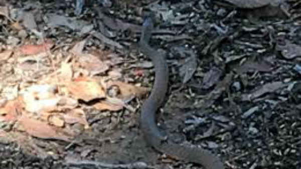  పాము మెడ ఆకారంలో.. 