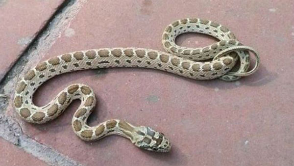  పామర్రు ఒక్కటేనా.. 