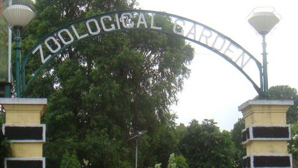 Why the ED decided to attach 3 chimpanzees as part of its money laundering probe Why the ED decided to attach 3 chimpanzees as part of its money laundering probe