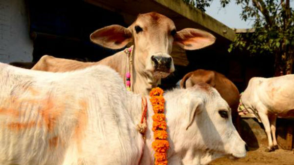 పశువుల కోసం