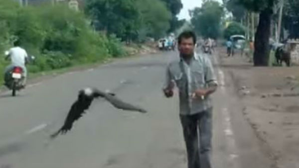 వ్వక్తిపై శతృత్వం పెంచుకున్న కాకులు వ్వక్తిపై శతృత్వం పెంచుకున్న కాకులు