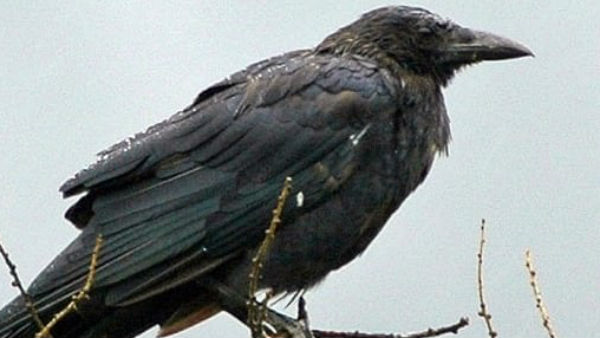 వెంటపడి రక్కుతున్న కాకులు వెంటపడి రక్కుతున్న కాకులు