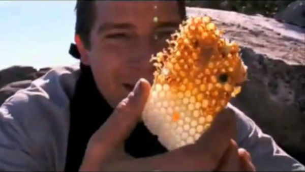 ప్రమాదాలతో ఆడుకోవడం అంటే గ్రిల్స్కు మహాసరదా ప్రమాదాలతో ఆడుకోవడం అంటే గ్రిల్స్కు మహాసరదా