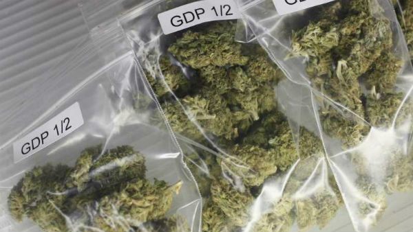 విశాఖ ఏజెన్సీలో గంజాయి స్థావరాలపై ఎక్సైజ్ పోలీసుల దాడులు 