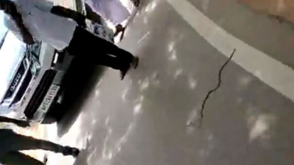 పాము కలకలం