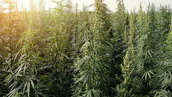 815 కేజీల బరువున్న శీలావతి రకం గంజాయి విలువ దాదాపు రూ.81.40 లక్షలు