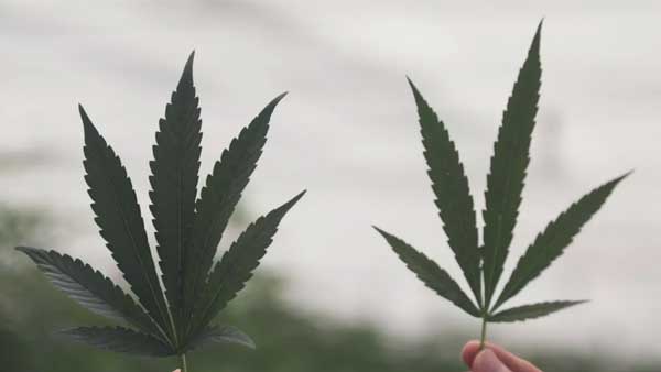 గంజాయి సాగుకు చెక్ పెడితే ఈ దందాకు కొంత చెక్ పడినట్టే