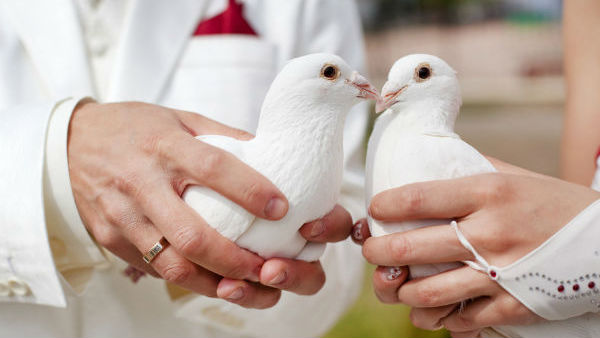 స్కెచ్ వేసి స్కెచ్ వేసి