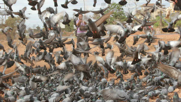 పావురాలకు ఆహారం వేయొద్దు.. ఆదేశాలు జారీ చేసిన జీహెచ్ఎంసీ..