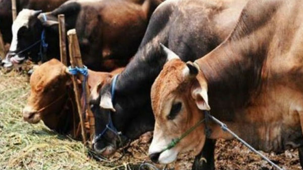 ఒక్క కేసులో కూడా ఆధారాలు లేవు