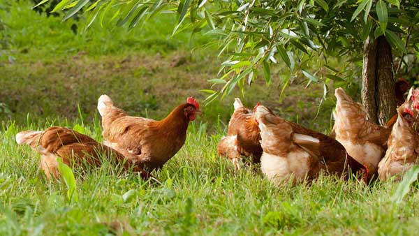 టన్నులు టన్నుల మాంసం