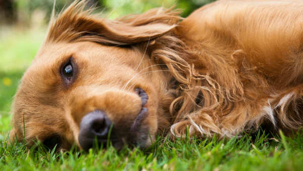 నేను కుక్కనే, ఆ చావు ఎలా ఉంటుందంటే ?