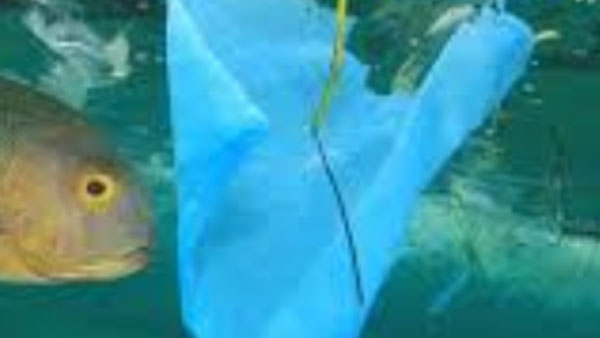  ప్లాస్టిక్‌ తిని సొరచేపలు మృతి