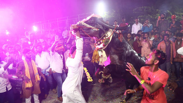 సదర్ ఉత్సవాలకు మరింత కళ సదర్ ఉత్సవాలకు మరింత కళ