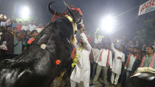 వృషభ రాజులకు స్పెషల్ దాణా.. వారం ముందుగా అలంకరణ వృషభ రాజులకు స్పెషల్ దాణా.. వారం ముందుగా అలంకరణ