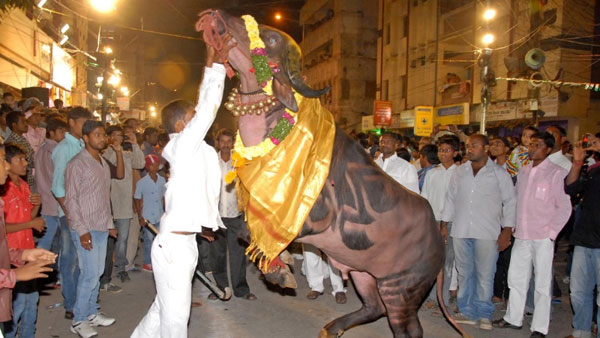 వృషభ రాజులతో యువకుల కుస్తీ వృషభ రాజులతో యువకుల కుస్తీ