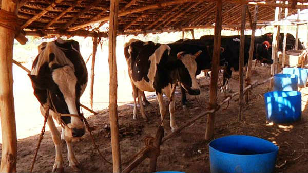 మాంసాహారానికి అలవాటు పడిపోయిన గోవులు