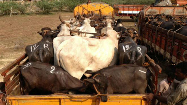 బెంగాల్‌లో కూడా నాన్‌వెజ్ గోవులు