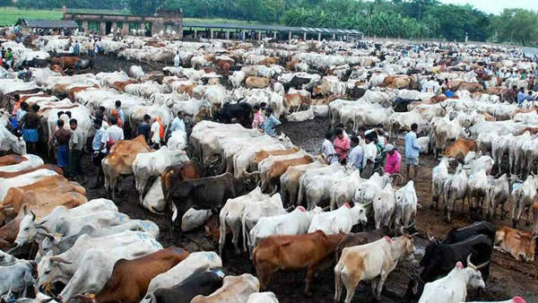 వెటిరినరీ వైద్యులు ఏం చెబుతున్నారు..?