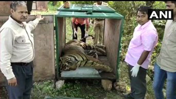 Last rites of a tiger Veeru performed by wildlife staff at Aama ghat in Sawai Madhopur