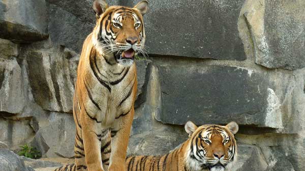 మరో జోన్లో ఇంకో మగపులితో రొమాన్స్ మరో జోన్లో ఇంకో మగపులితో రొమాన్స్